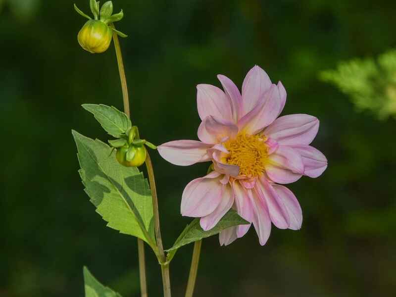 小丽花能在东北过冬吗，几月种植存活度高吗