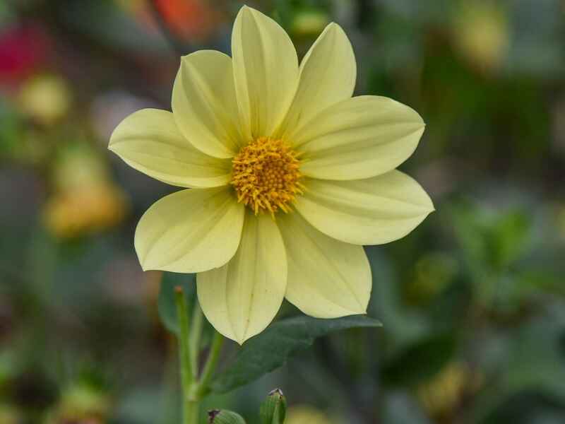 小丽花种植后多久发芽