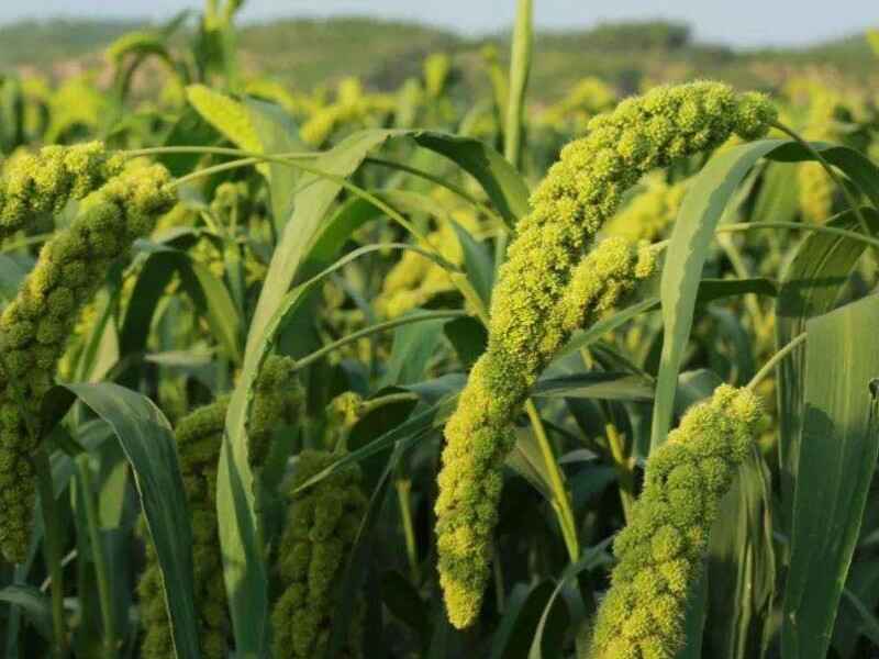 小米仁一年种植几次，多久可以使用