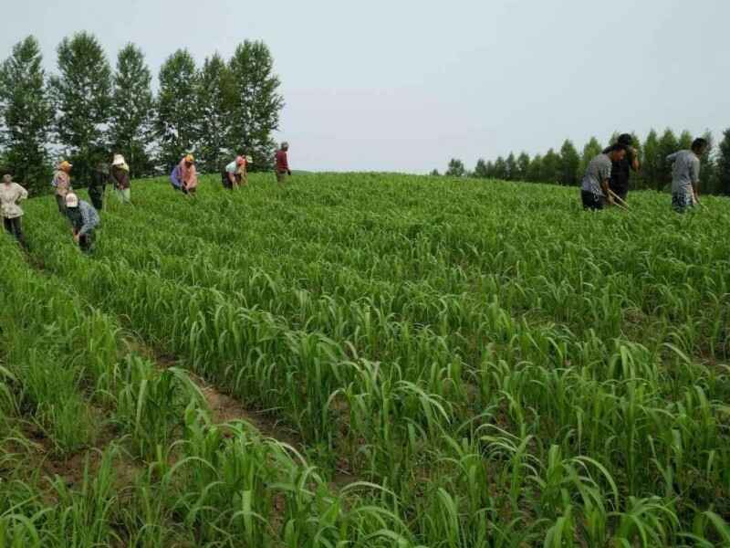 小米仁种子南方种植适合吗需要在水里浸泡吗