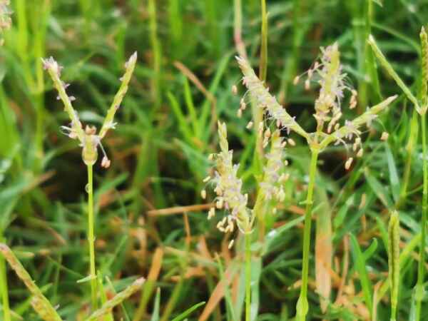 狗牙根属于低矮草本植物吗？