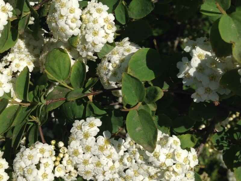 绣线菊能在东北过冬吗花果期是什么时候