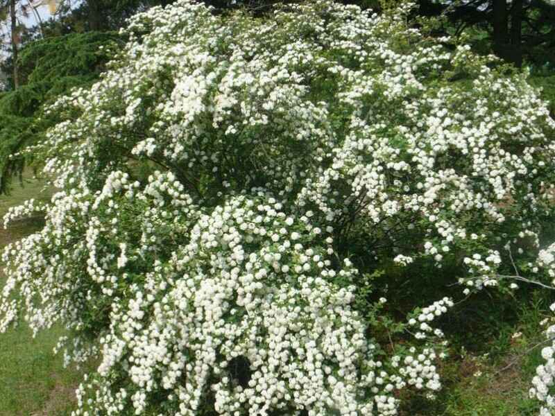 绣线菊种植什么时候种植最好，夏季能种植吗