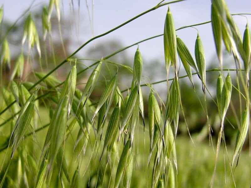 燕麦种子南方种植适合吗需要在水里浸泡吗