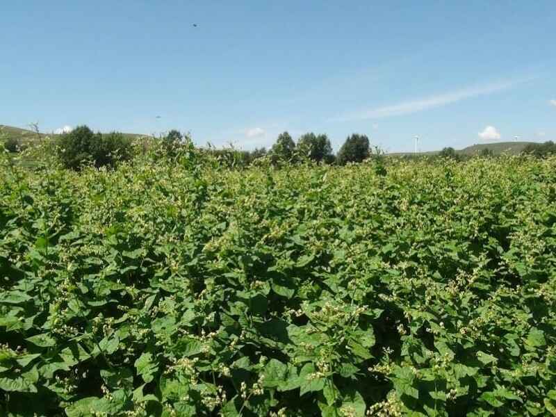 养100头猪种植苦荞麦需要多少亩地养猪有什么好处