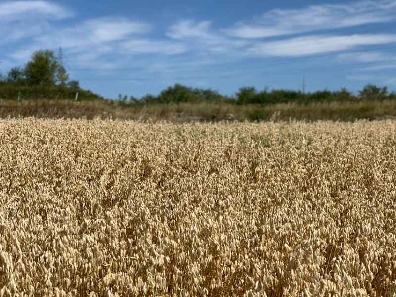 养殖10000只兔子种植燕麦需要多少亩地种植一亩地需要多少种子