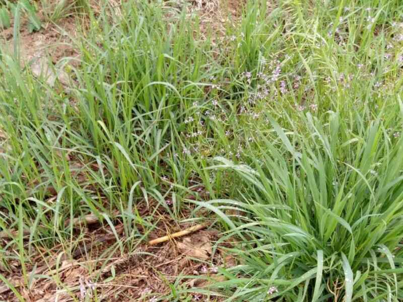 养殖场种植芨芨草可以喂养哪些动物一年四季都可以生长吗