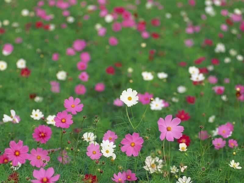 野花组合什么时候种植最适合