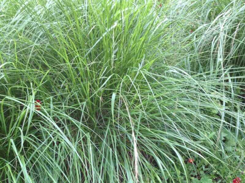 野芒草种子春季可以种植吗，冬季可以开花吗.