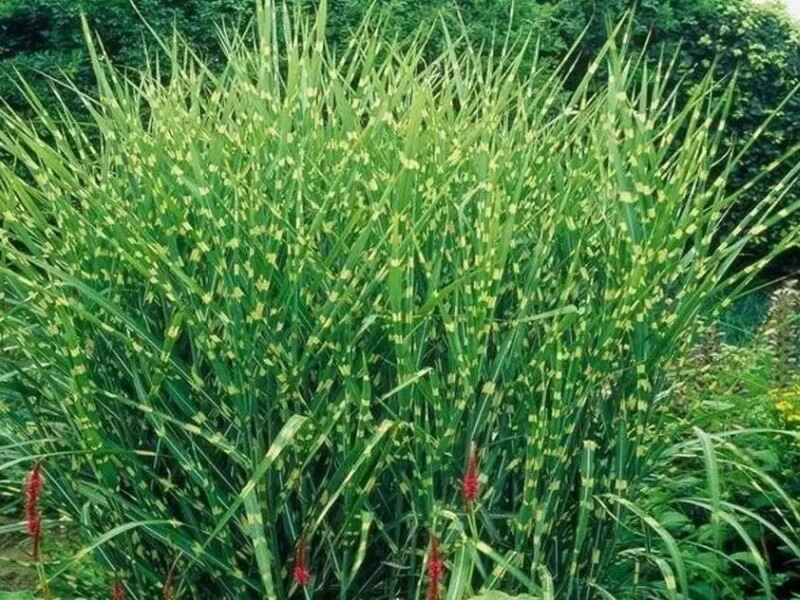 野芒草种子种植的时候需提前浸泡吗，种植后有什么价值