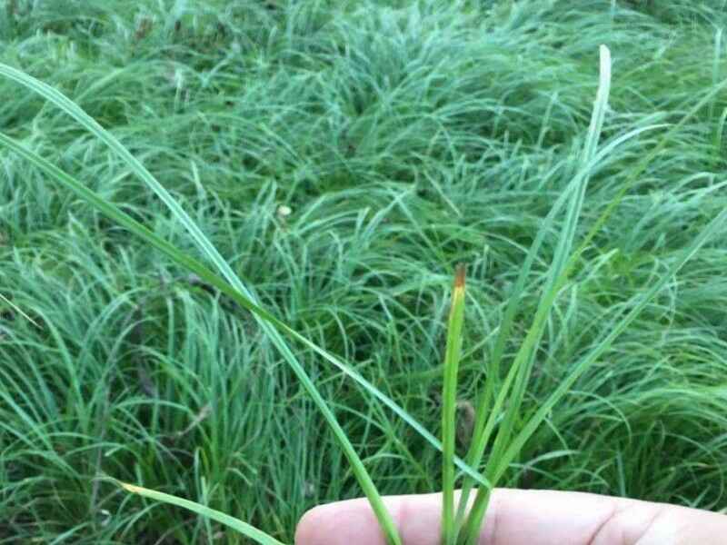 野牛草草坪多少钱一平米野牛草草坪冬天是绿的吗.