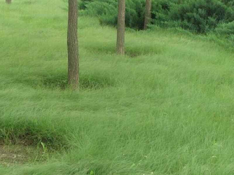 野牛草草坪种植一亩地需要使用多少种子野牛草能活多久