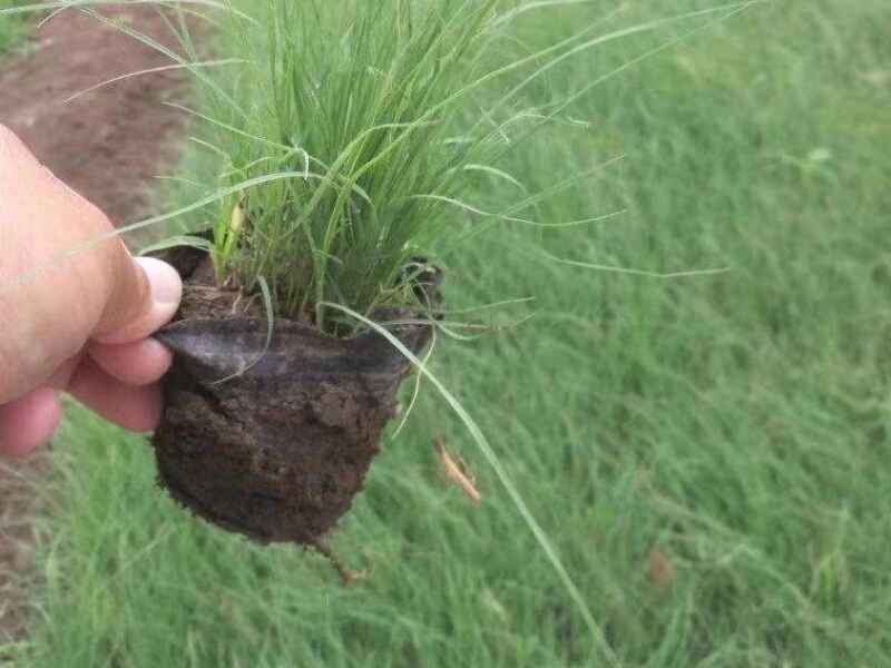 野牛草草坪种子多少钱一斤野牛草种子去哪里购买