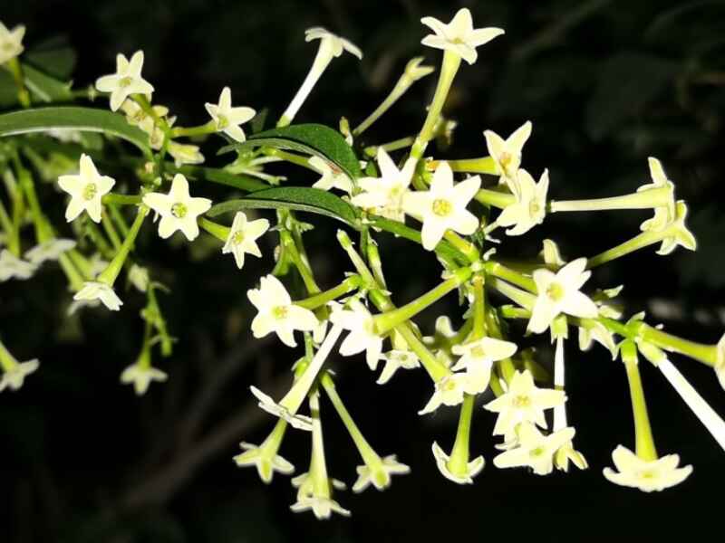 夜来香冬季可以开花吗，花期久不久