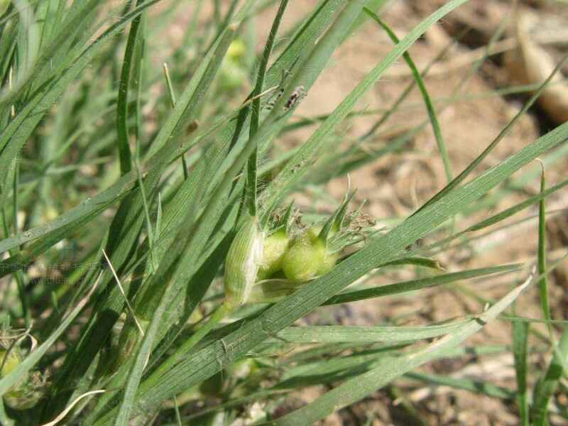 野牛草春季种植需要浸泡吗野牛草种植后多久浇水