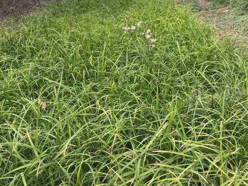 野牛草生长温度野牛草种植方法