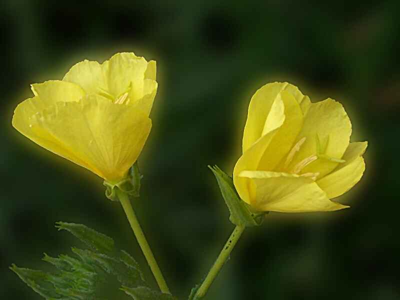 夜来香需要怎么种植效果好，冬季可以开花吗