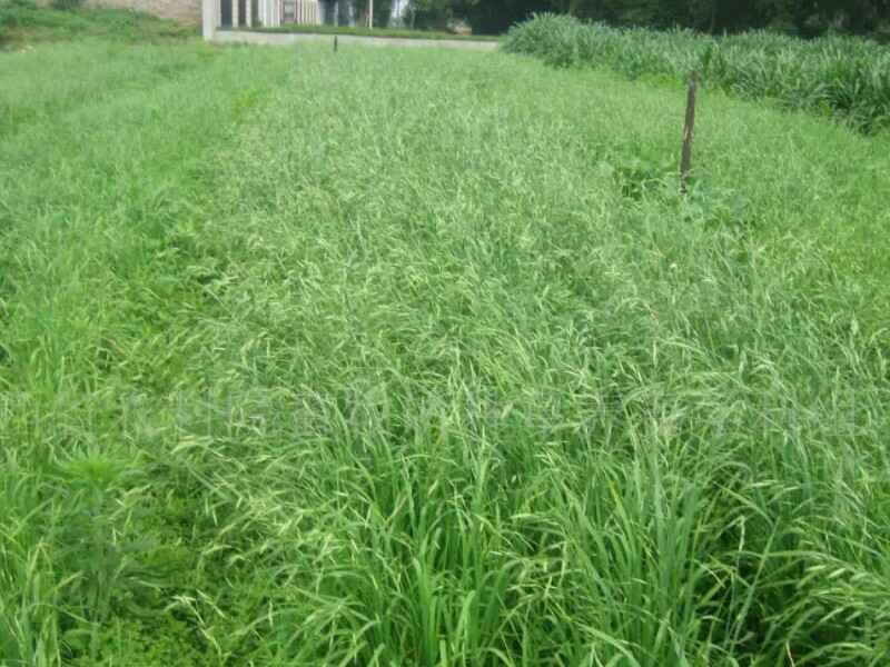 一年生黑麦草种子可以在水田种植吗水田种植多久收割