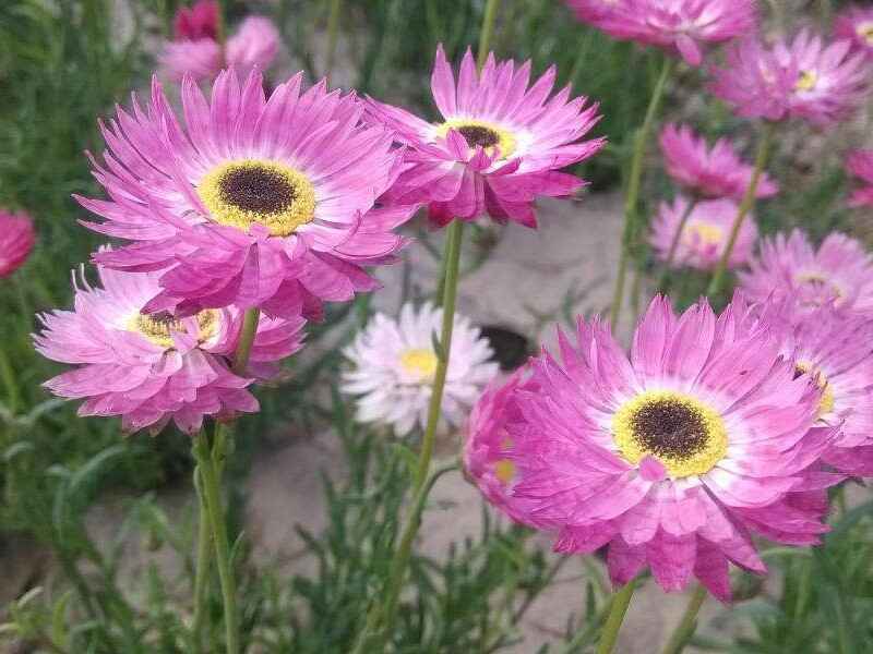 永生菊冬季可以开花吗，花期几个月