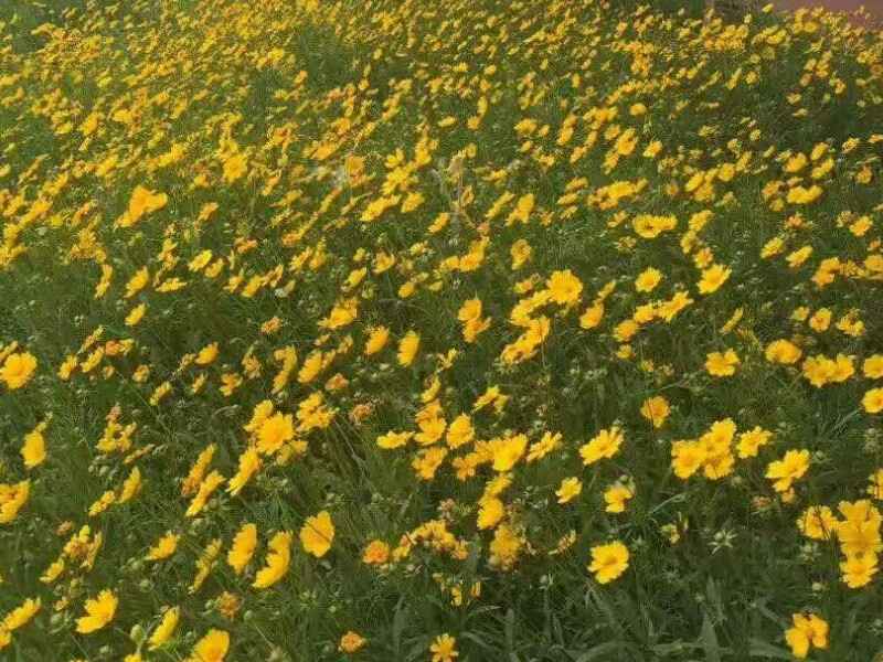 永生菊多久可以开花，繁殖方法是什么