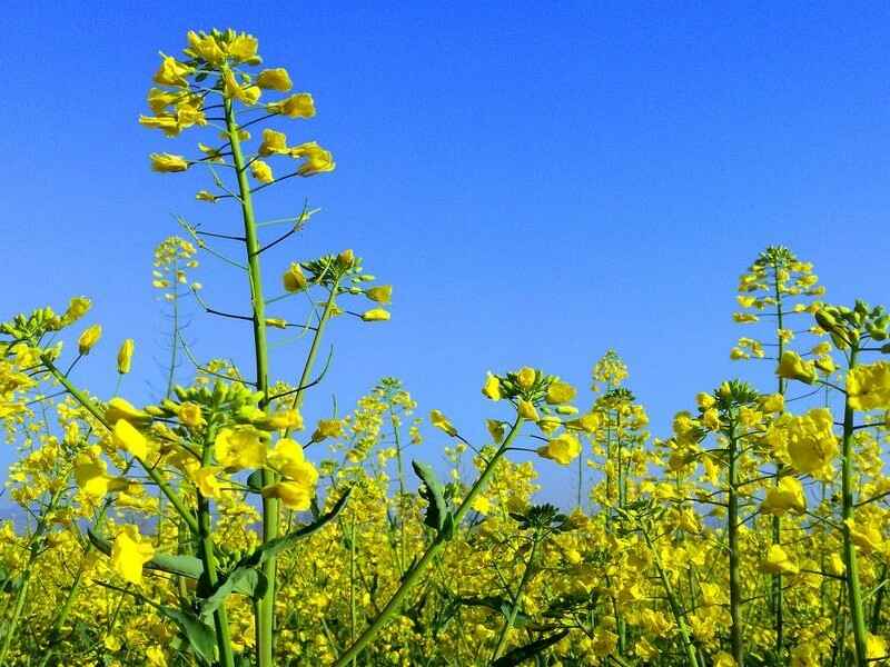 油菜籽是多年生牧草吗油菜籽生长周期是多长时间