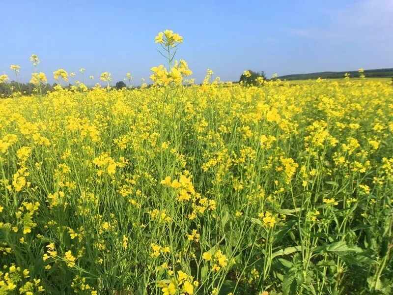 油菜籽适合北方种植吗，管理要点有哪些