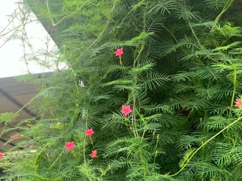 羽叶鸢萝种子冬季可以种植吗适合东北地区种植吗