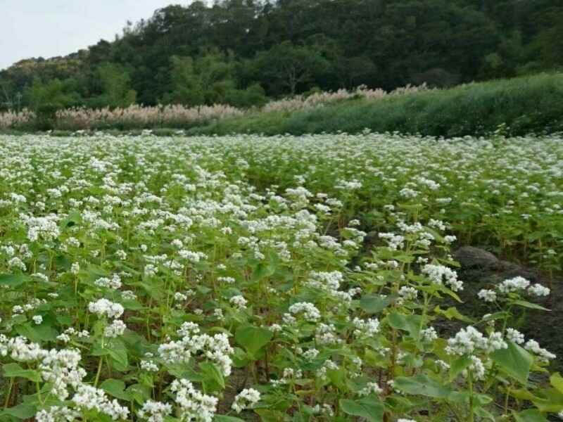 甜荞麦种植完成后，后期怎么管理？