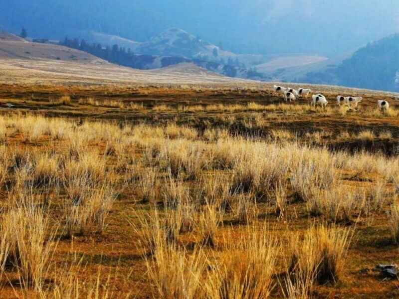 种植100亩地芨芨草能养多少头牛喂牛有什么好处吗