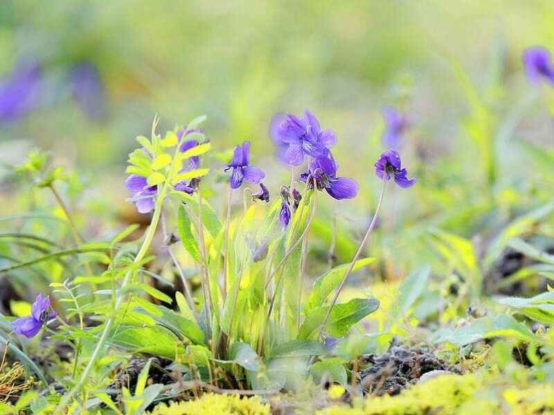 紫花地丁冬季可以种植吗？