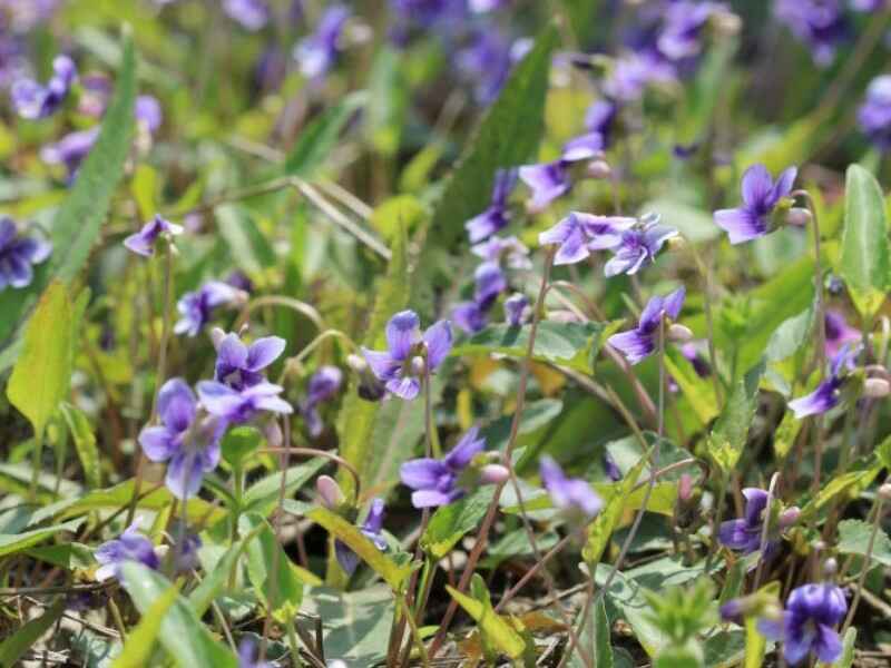 紫花地丁二月份种植可以吗？七八月份种植可以吗？