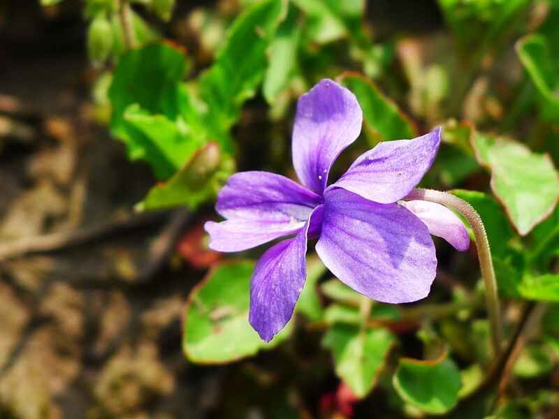 紫花地丁是宿根花卉吗？