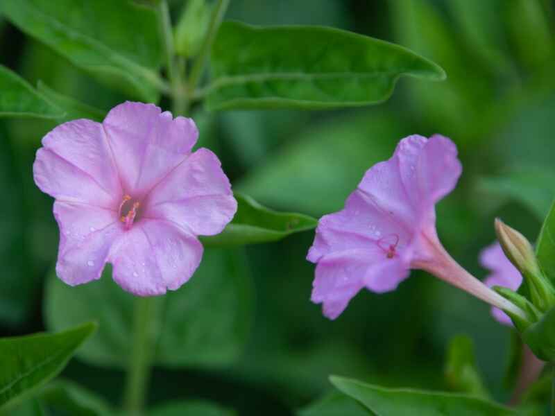 紫茉莉几月份开花