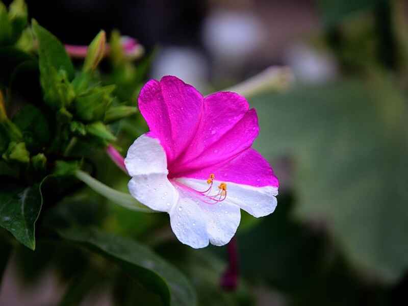 紫茉莉开花花期长吗