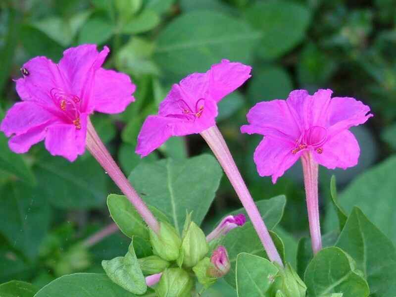 紫茉莉耐寒吗?几年生植物？