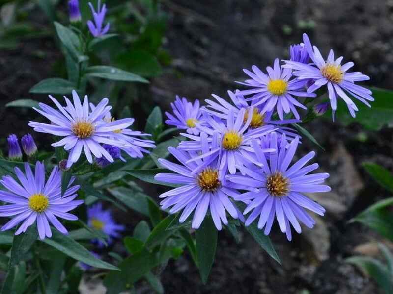 紫菀种子冬季可以开花吗花朵颜色和花期是什么时候