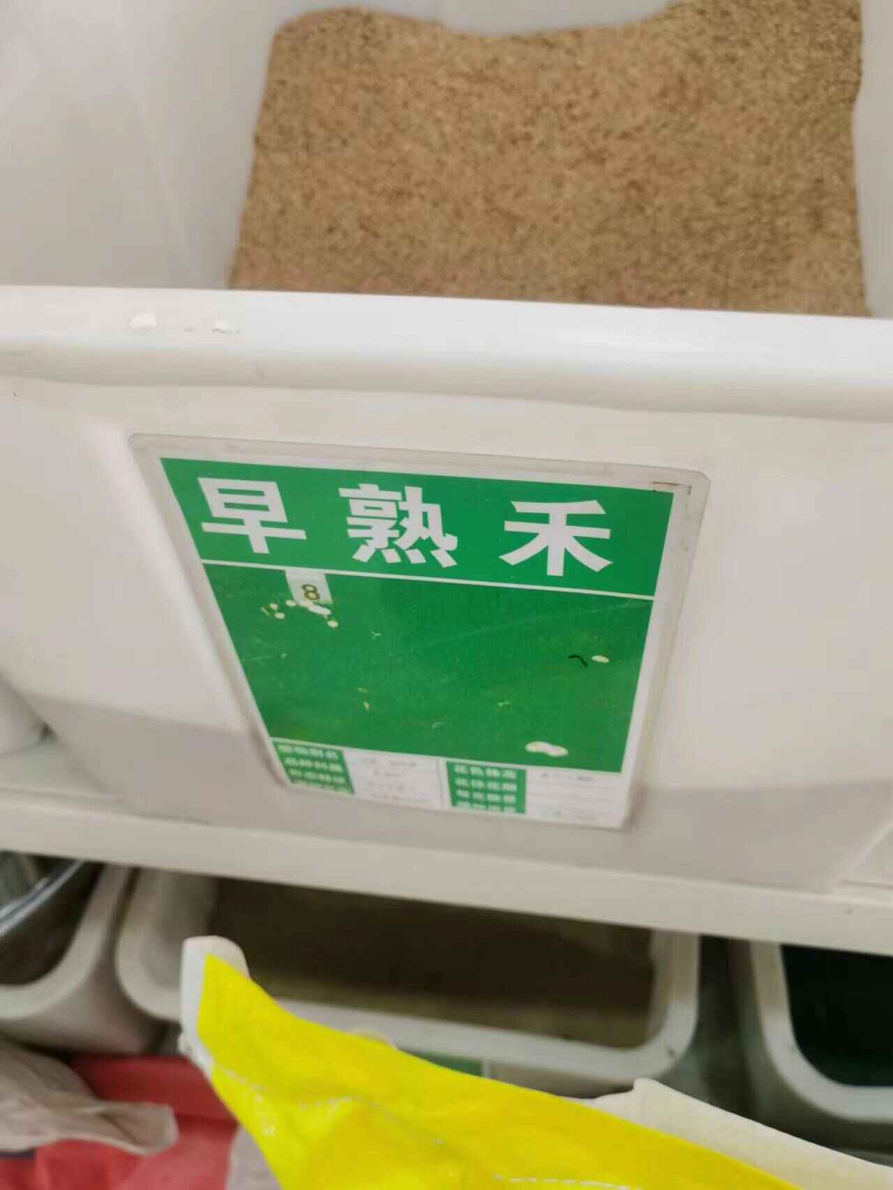 早熟禾草坪四季常青吗