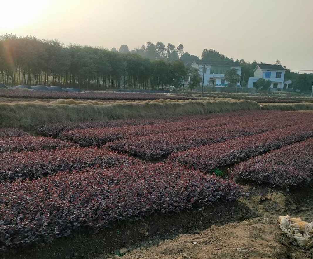 红花檵木小苗的图片