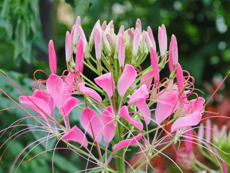 醉蝶花在冬季种植可以吗，种植后有什么价值