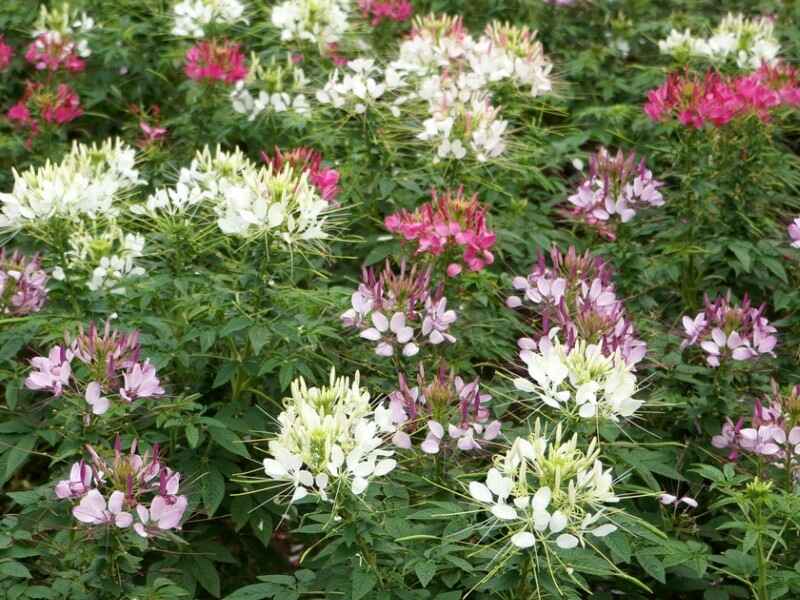 醉蝶花种子春季可以种植吗，夏季能种植吗