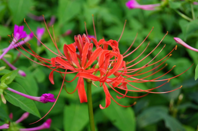 彼岸花是草本花卉吗？