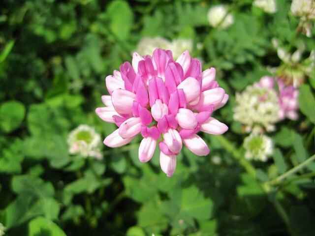 小冠花的花期是多久，几月份能开花？