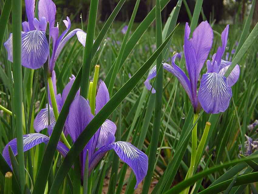 马兰花