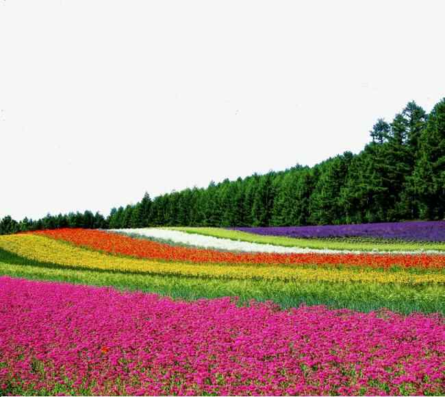 花海的花卉品种介绍