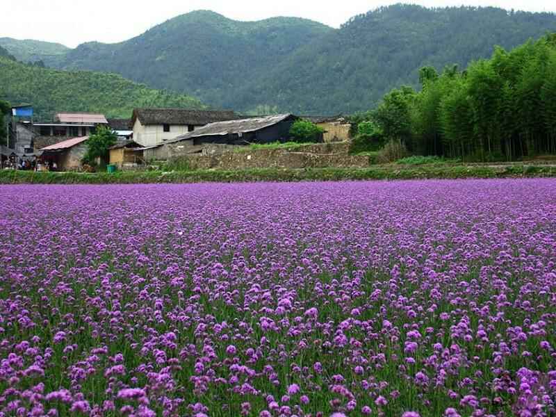 柳叶马鞭草