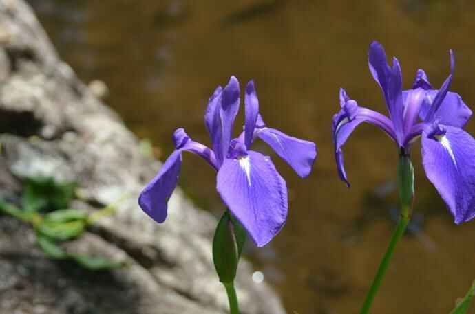 燕子花