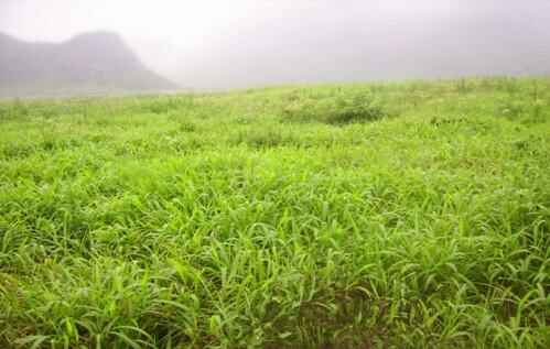 宽叶雀稗种植技术和经济价值