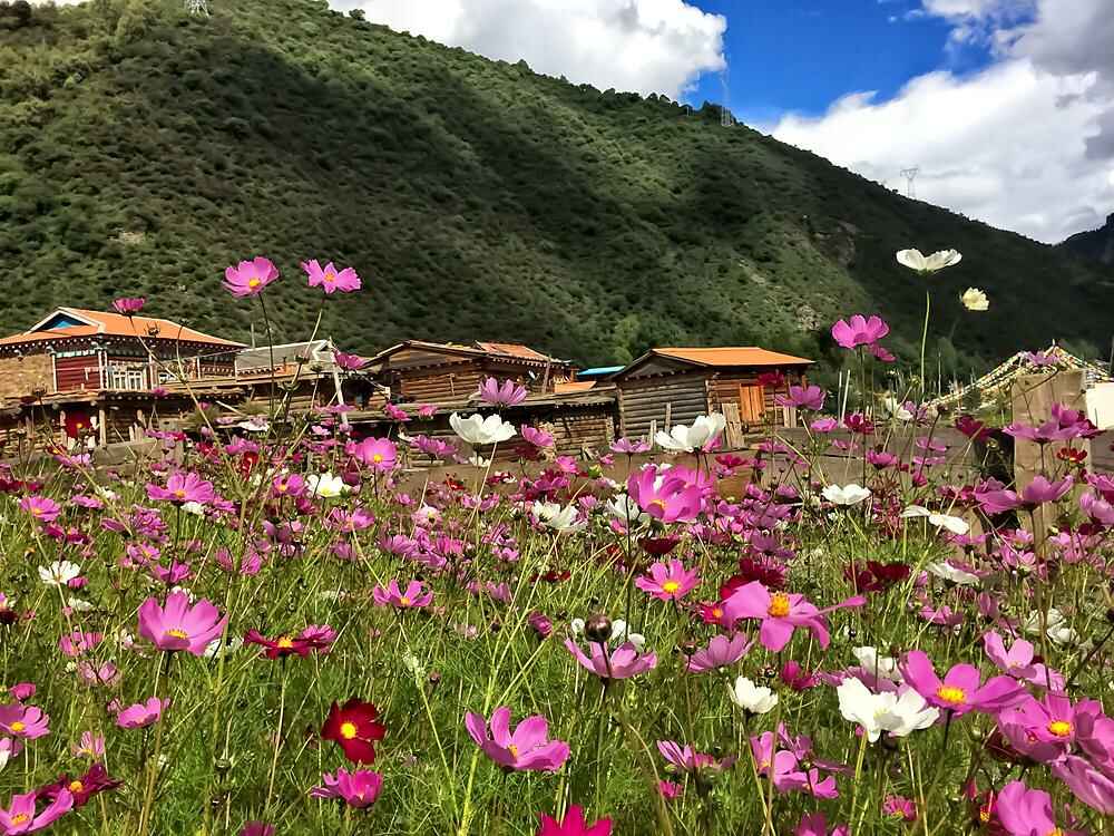 格桑花