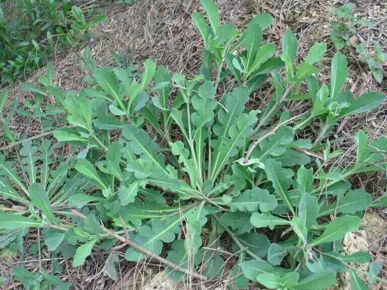 苦荬菜种植技术和价值