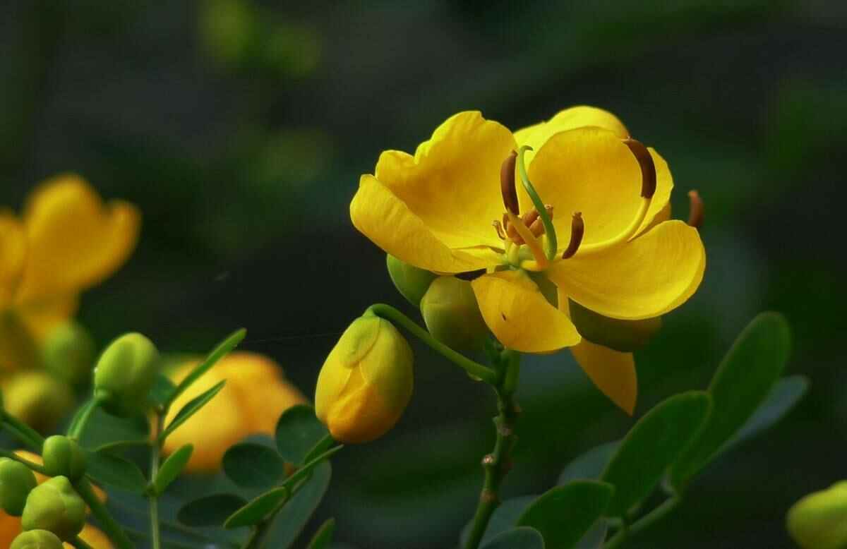 黄花槐种植技术介绍